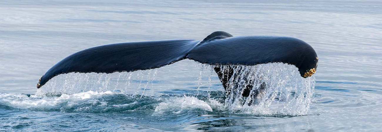 Foto: PolarQuest